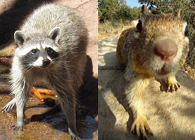 raccoons and rodents